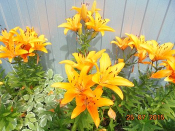 Соседские. Цвет в жизни очень красивый!