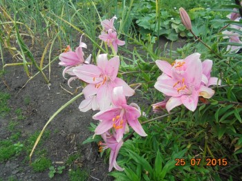 У свекрови.