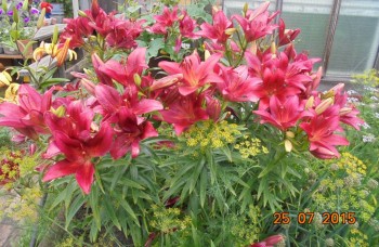 Это у свекрови красота.