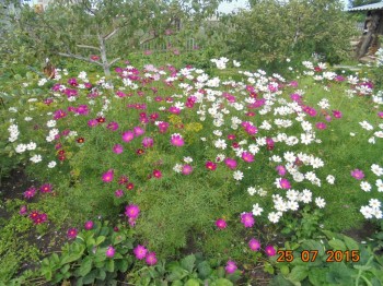 Декоративные садовые растения. - DSC01963.JPG