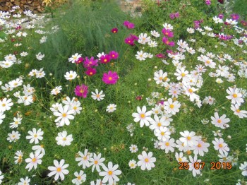 Декоративные садовые растения. - DSC01962.JPG