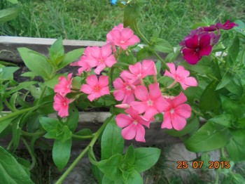 Декоративные садовые растения. - DSC01995.JPG