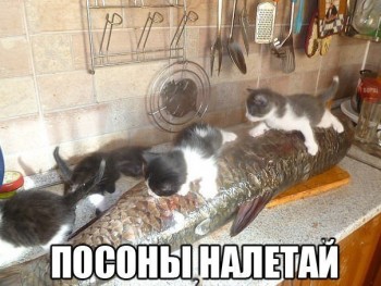 Из ВКонтактика с приветиком  - посоны.jpg