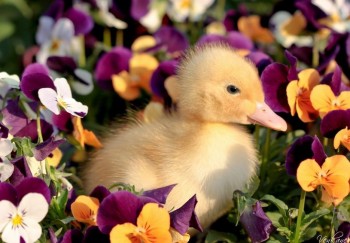 Аватарки. Наши интернет-лица-2 - su43luf36T4.jpg