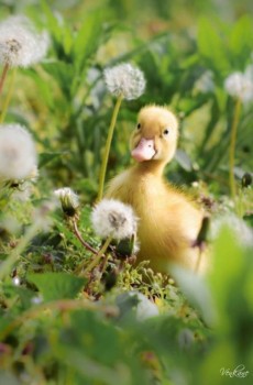 Аватарки. Наши интернет-лица-2 - xscmsOQoBmQ.jpg