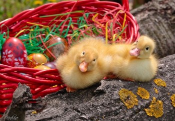 Аватарки. Наши интернет-лица-2 - 0RsYD9-a0uc.jpg