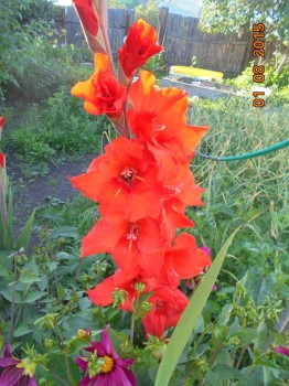 Декоративные садовые растения. - DSC02009.JPG