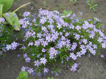 Декоративные садовые растения. - DSCN3014.JPG