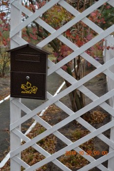 Декоративные садовые растения. - DSC_3875.JPG