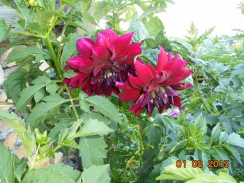 Декоративные садовые растения. - DSC02026.JPG