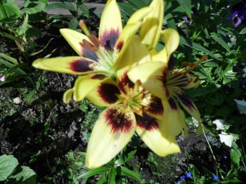 Декоративные садовые растения. - SAM_1502.JPG