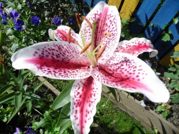 Декоративные садовые растения. - SAM_1503.JPG