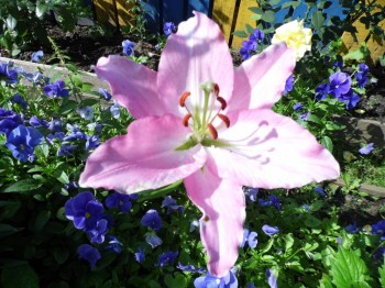 Декоративные садовые растения. - SAM_1504.JPG