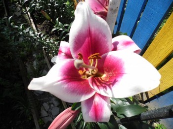 Декоративные садовые растения. - SAM_1505.JPG