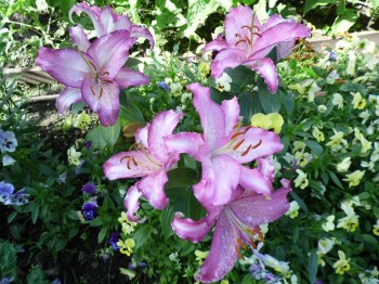 Декоративные садовые растения. - SAM_1506.JPG