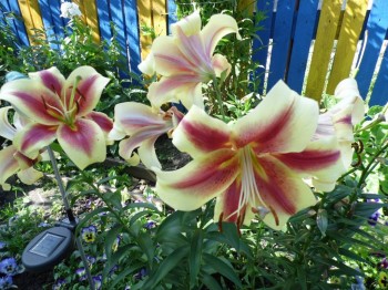 Декоративные садовые растения. - SAM_1507.JPG