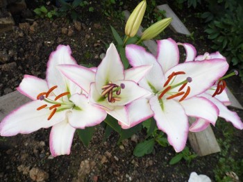 Декоративные садовые растения. - SAM_1508.JPG