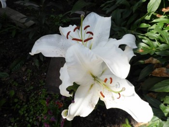 Декоративные садовые растения. - SAM_1509.JPG