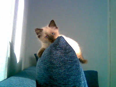 Кого из животных вы содержите? Фото приветствуется. - Зобр009.jpg