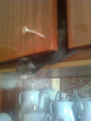 Кого из животных вы содержите? Фото приветствуется. - Фото0430.jpg