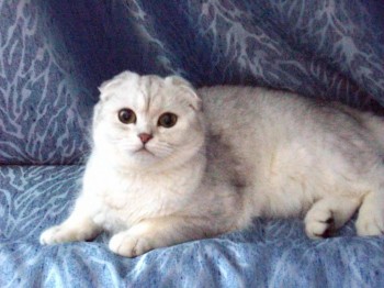 Кого из животных вы содержите? Фото приветствуется. - 7 МЕС..jpg