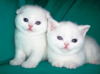 Кого из животных вы содержите? Фото приветствуется. - 30.jpg