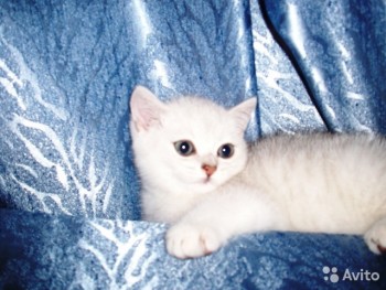 Кого из животных вы содержите? Фото приветствуется. - 1796693382.jpg