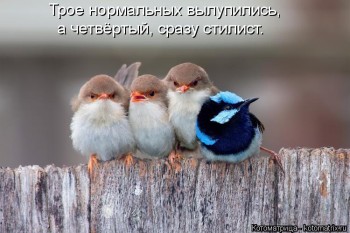 Из ВКонтактика с приветиком  - kotomatritsa_d.jpg