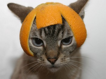 Женщина и спорт - cat-helmet10.jpg