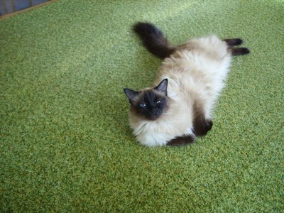 Кого из животных вы содержите? Фото приветствуется. - SS853290.JPG