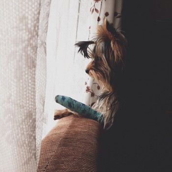 Кобель йоркширского терьера