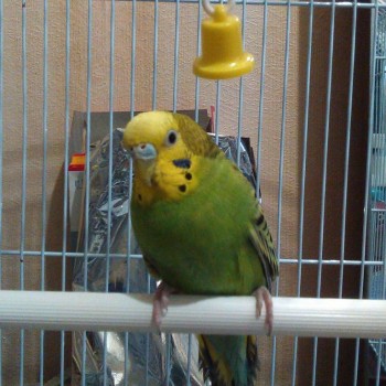 ВСЁ обо ВСЁМ или наши флудилки - 2 - IMG_20150820_132242.jpg