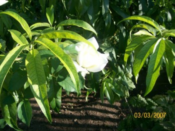 Дыхание роз - 100_1555.JPG