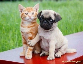 Из ВКонтактика с приветиком  - пусенька.jpg