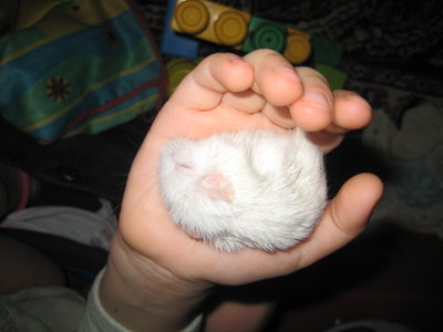 Кого из животных вы содержите? Фото приветствуется. - IMG_0531.JPG