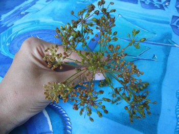 День первый. Суп - P1010999.JPG