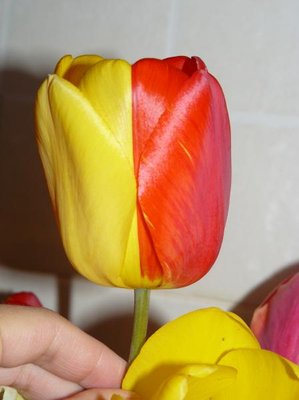 Декоративные садовые растения. - P1060493.JPG