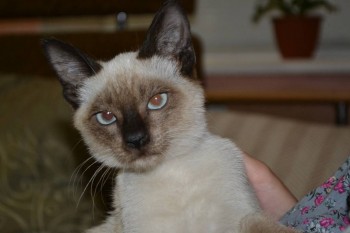 Клуб фелинологов-любителей  - DSC_0449.JPG