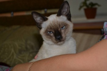 Клуб фелинологов-любителей  - DSC_0450.JPG