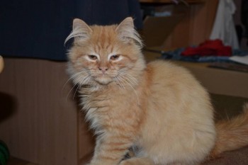 Клуб фелинологов-любителей  - DSC_0451.JPG