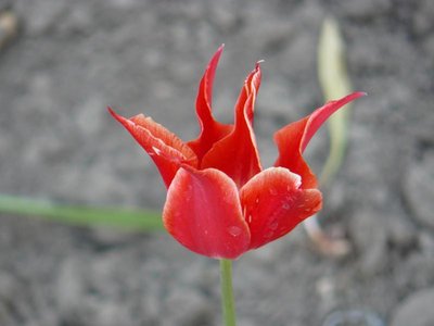 а это рогатенький