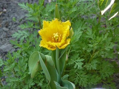 это с бахромой