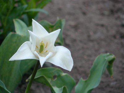 такой вот один расцвёл