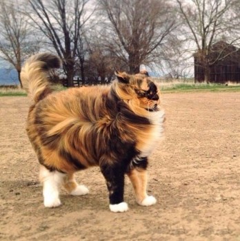 Из ВКонтактика с приветиком  - C8FfxVnC-Kc.jpg