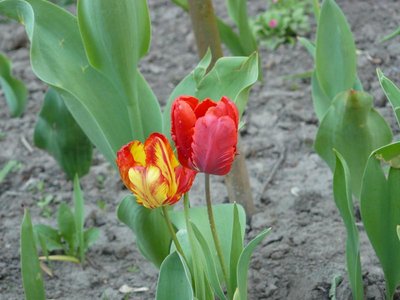 это наши полосатики