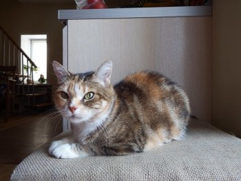 Клуб фелинологов-любителей  - image (5)-к.jpg