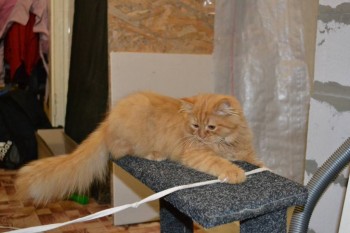 Персик такой лентяй, играет лежа.