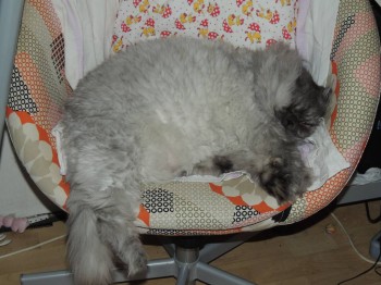 Клуб фелинологов-любителей  - DSCN1805.JPG