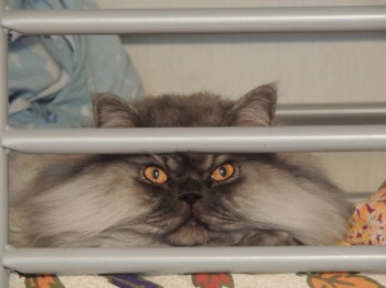 Клуб фелинологов-любителей  - DSCN1802.JPG