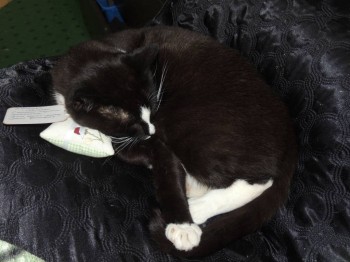 Клуб фелинологов-любителей  - DSCN2324.JPG